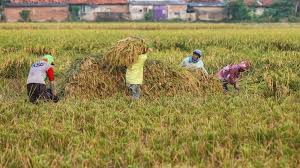 Sumatera Utara Masuk Daftar 12 Provinsi Lahan Sawah Dilindungi