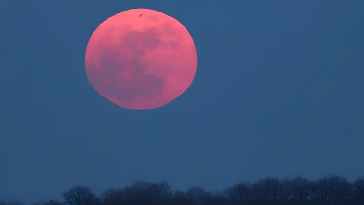 Pink Moon April 2026: Bulan Purnama dengan Nama dari Bunga, Bukan dari Warnanya