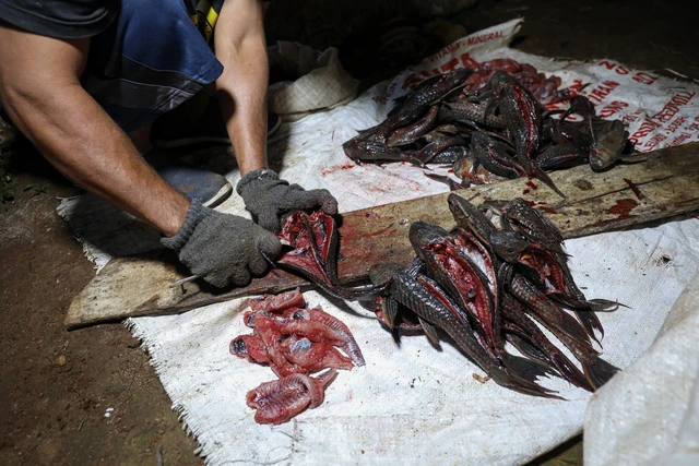 Pemburu Sapu-Sapu di Pasar Baru Ditangkap, Dagingnya Dijual Rp15 Ribu per Kg untuk Bahan Siomay