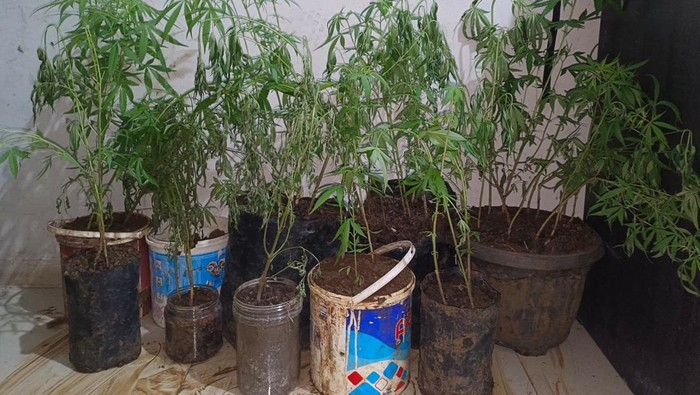 Tanam 44 Ganja di Dapur Rumah, Petani Empat Lawang Siap Jual Usai Panen