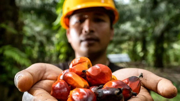 Dari Helm hingga Rompi Antipeluru, Peneliti IPB Buktikan Limbah Sawit Bisa Disulap Jadi Produk Bernilai Tinggi